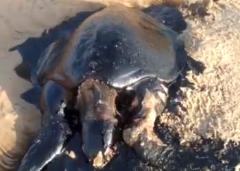 Surfista encontra tartaruga morta e coberta de óleo em ilha do Delta do Parnaíba